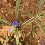 Blepharis linariifolia Altul/Alta