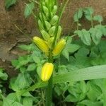 Albuca abyssinica Kwiat