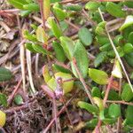 Vaccinium oxycoccos Leaf