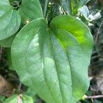 Smilax tamnoides Blatt