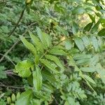 Sorbus scopulina Fulla