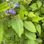 Scutellaria incana Blatt