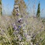 Perovskia atriplicifolia Flower