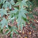 Acer palmatumLeaf