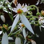 Saxifraga stolonifera Blomst