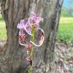 Dipodium variegatum Flor