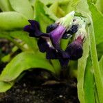 Primula frondosa Flor