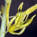 Stanleya pinnata 花