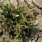 Damasonium polyspermum Elinympäristö