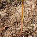 Themeda quadrivalvis Escorça