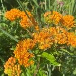 Asclepias tuberosaFlor