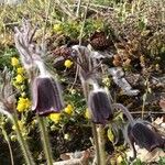 Anemone montana Blüte