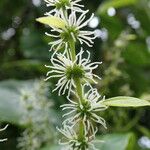 Boehmeria japonica Цветок