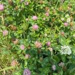 Trifolium medium Ostatní