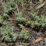 Herniaria incana Hábito