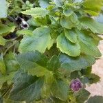 Sutera cordata Hoja