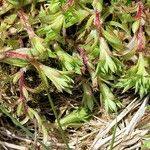 Saxifraga hypnoides List