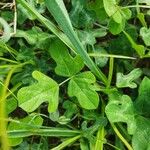 Vigna frutescens Leaf