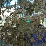 Pittosporum tenuifolium List