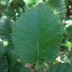 Alnus viridis Blatt