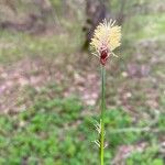Carex pilosa Blüte