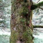Abies homolepis Kita