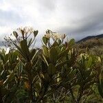 Alstonia legouixiae Hábito