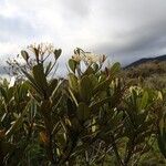 Alstonia legouixiae Hàbitat