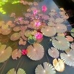 Nymphaea rubra ᱵᱟᱦᱟ