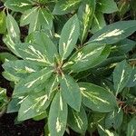 Rhododendron ponticum Leaf