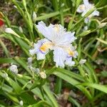 Iris japonica Floare