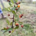 Pyracantha rogersiana Fruit