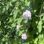 Calystegia hederacea आदत