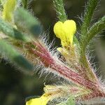 Ajuga chamaepitys বাকল