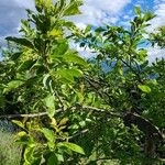 Prunus domestica Folha