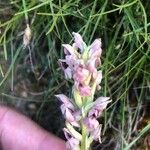 Anacamptis coriophora Květ