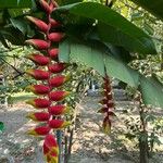 Heliconia rostrata Yaprak