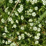 Sagina saginoides Flower