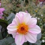 Dahlia spp. Flower