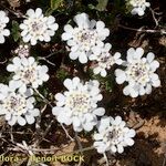 Iberis procumbens Natur