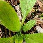 Cynoglossum virginianum Hostoa