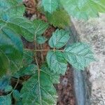 Handroanthus chrysotrichus Fuelha