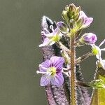 Veronica anagallis-aquatica Virág