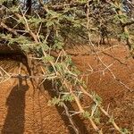 Acacia nilotica Blatt