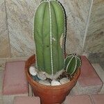 Lophocereus marginatusBlatt