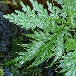 Selaginella roxburghii Foglia