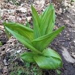 Veratrum albumبرگ