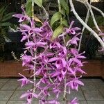 Dendrobium anosmum Кветка