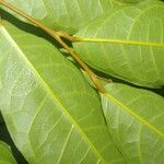Clarisia biflora Frunză