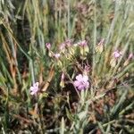 Gypsophila vaccariaफूल